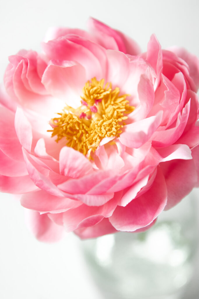 bijunas, bijunai, bijūnai, bijūnas, peony, peonies, pink peony, vase, glass vase, stikline vaza, paveikslas, nuotraukas, fotografija, photo, gėlė, gele, flower, flower photography, wall art, fotografas, fotografe, fotografas vilniuje, photographer, ugc, turinio kurimas, turinio kurejas