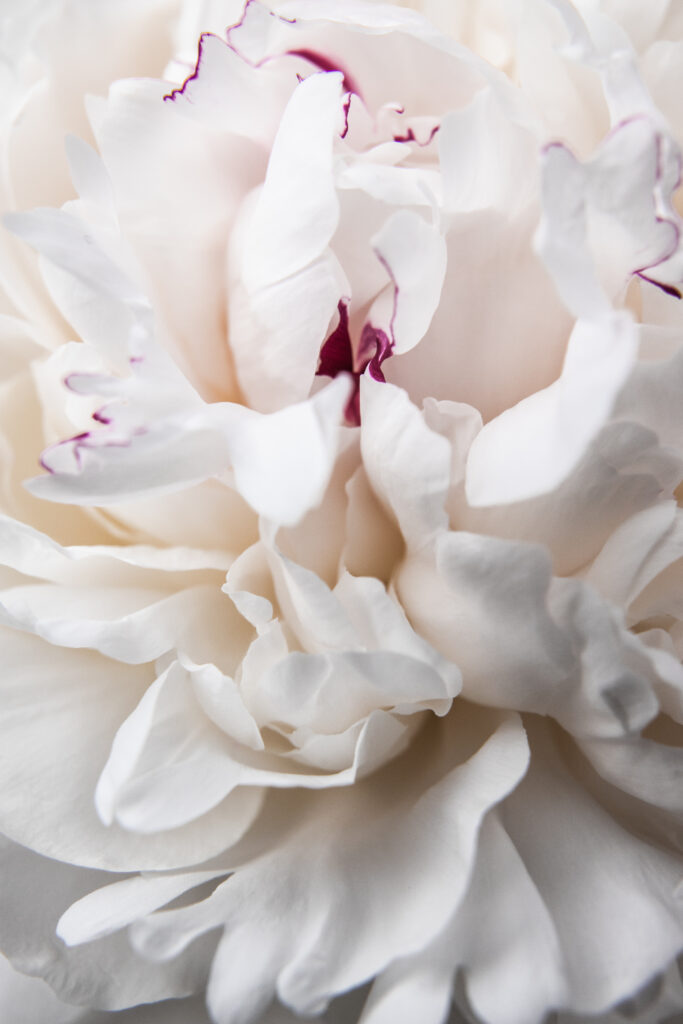 bijunas, paveikslas, geliu nuotrauka, ugc, turinio kurimas, turinio kurejaa, peony, peonies, peony photo.