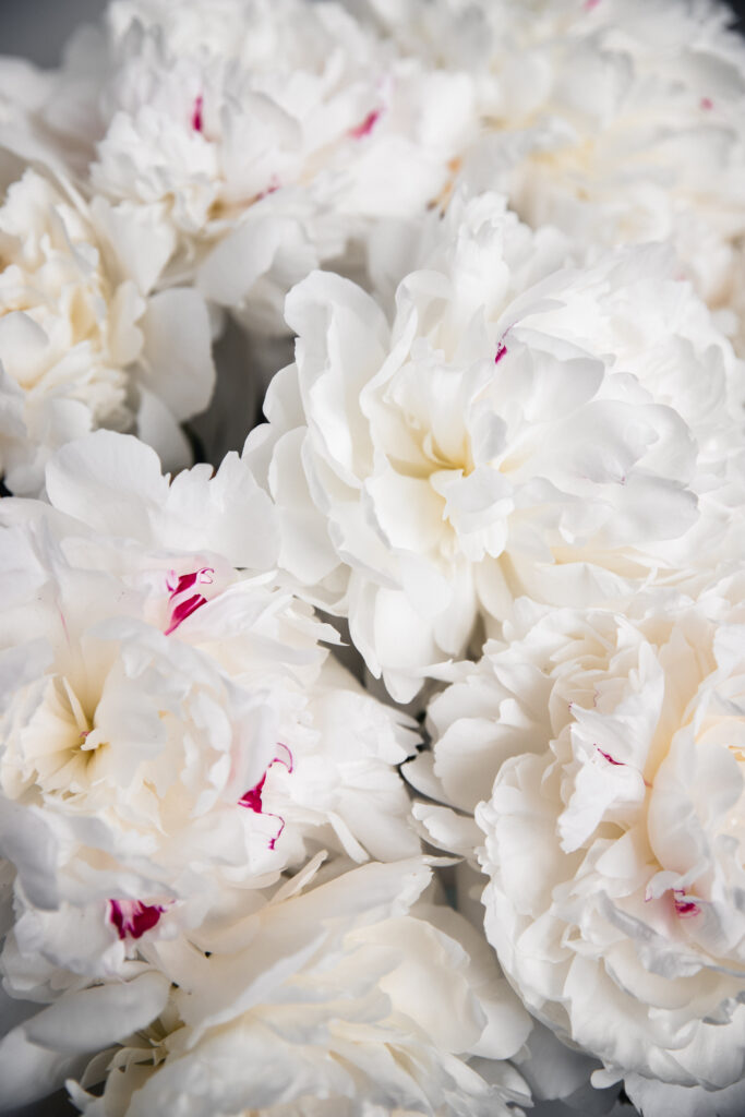 bijunas, paveikslas, geliu nuotrauka, ugc, turinio kurimas, turinio kurejaa, peony, peonies, peony photo.